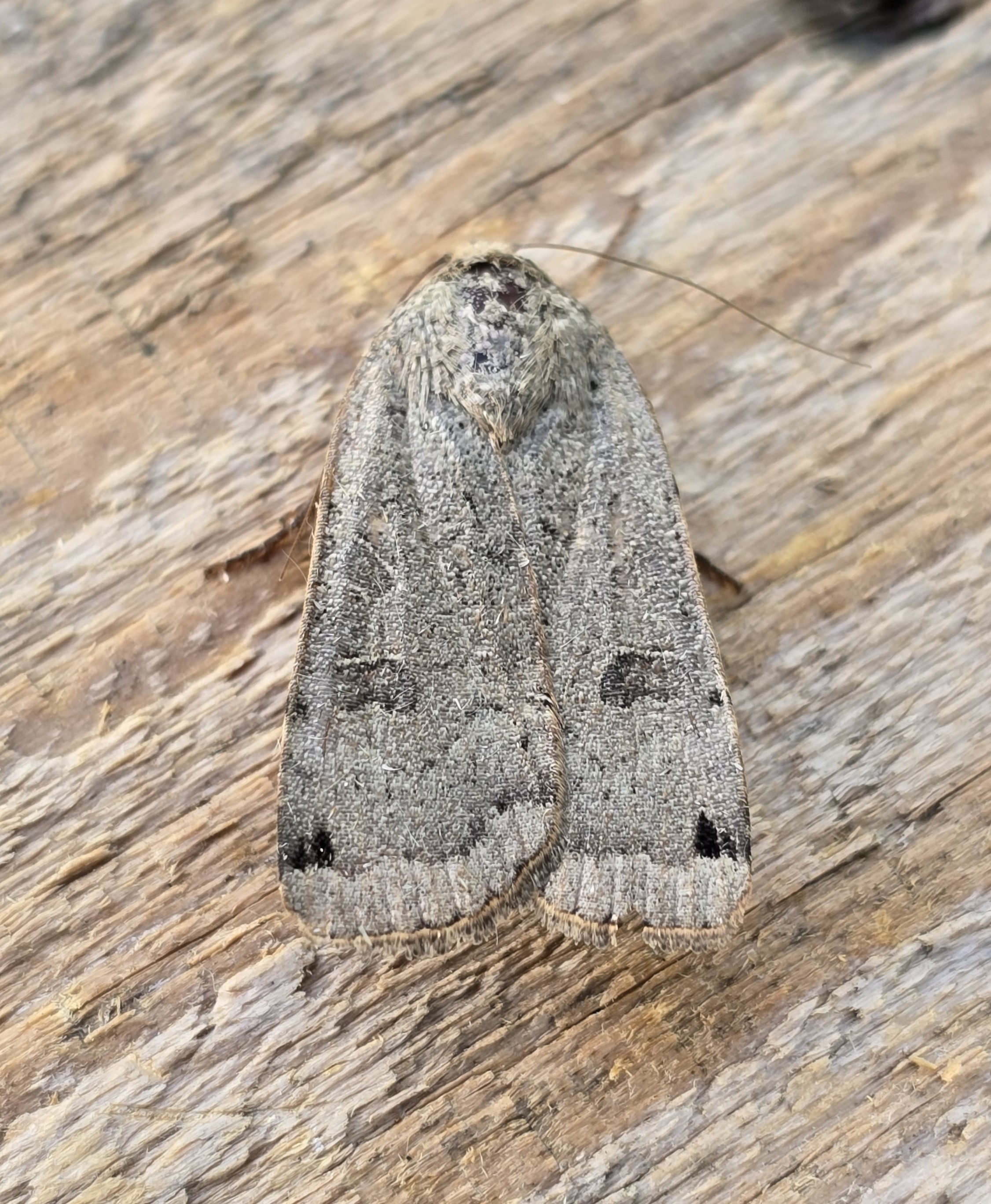 Photo of Lunar Yellow Underwing (Noctua orbona)